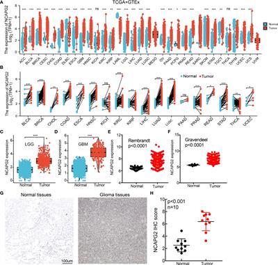 NCAPG2 Is a Novel Prognostic Biomarker and Promotes Cancer Stem Cell Maintenance in Low-Grade Glioma